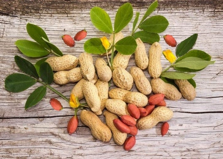 Raw Peanut in Shell